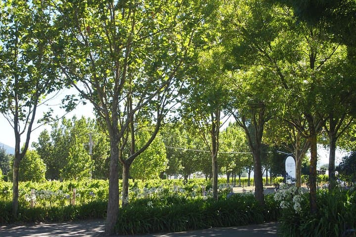 Marlborough Wine Region Tour from Picton: Cellar Doors, Scenic Lookouts & Tastings photo 3