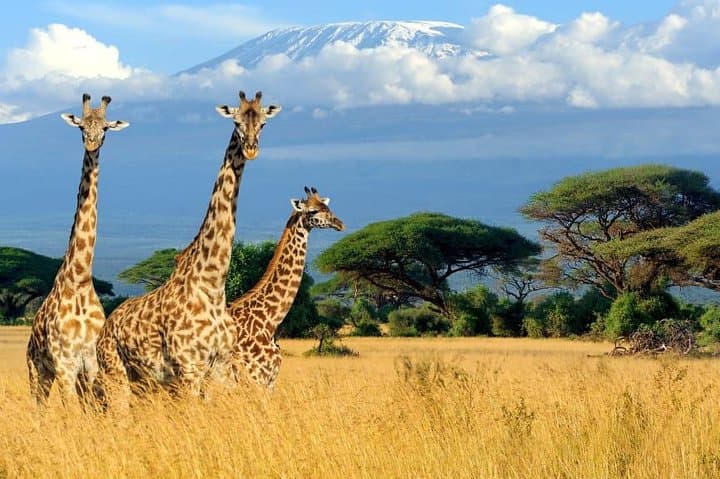 8-Day Kilimanjaro Climb from Nairobi — Machame/Shira via the Whisky Route photo 6