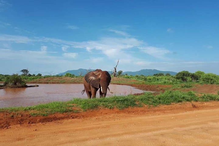 4-Day Tsavo East & West Safari — Big Five, Mzima Springs and Poacher's Lookout photo 2
