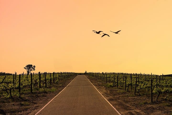 Half-Day Stellenbosch Winelands Tour from Cape Town — Wine Tastings & Village Drive photo 4