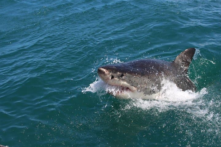 Shark Cage Diving from Cape Town — Day Trip to Gansbaai’s Shark Alley photo 3