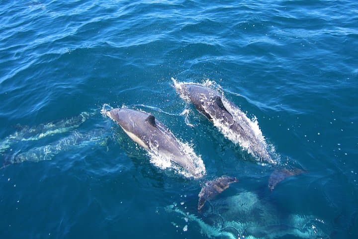 Shark Cage Diving from Cape Town — Day Trip to Gansbaai’s Shark Alley photo 4