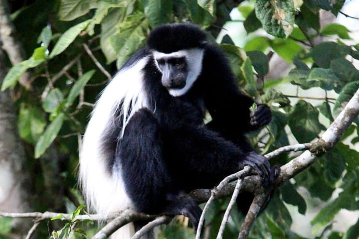 Mikumi Game Drive & Udzungwa Trek: 4-Day Safari with Maasai Visit photo 4