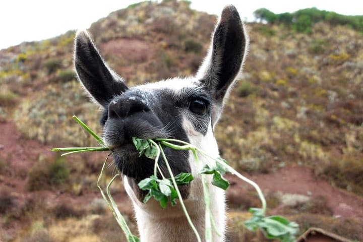 Sacred Valley Day Tour: Pisac, Ollantaytambo & Chinchero from Cusco photo 4