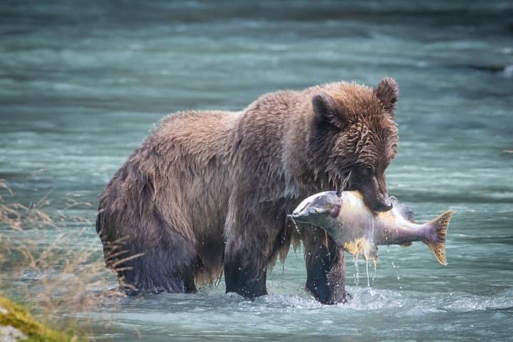 Focus on Haines: Private Nature & Photography Tour in Alaska’s Chilkat Valley photo 1