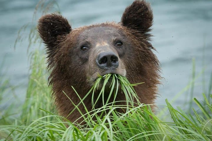 Focus on Haines: Private Nature & Photography Tour in Alaska’s Chilkat Valley photo 3