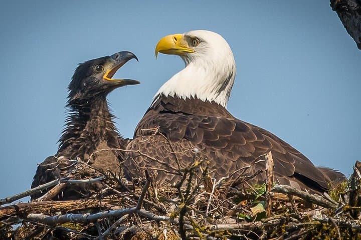 Focus on Haines: Private Nature & Photography Tour in Alaska’s Chilkat Valley photo 4