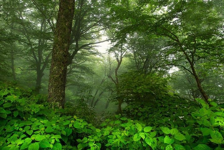 Blue Ridge Half-Day Photo Tour: Vistas, Waterfalls & Instruction Near Asheville photo 6