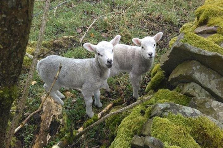 Private Day Trip: Haworth, Bolton Abbey & Yorkshire Dales from Harrogate photo 5
