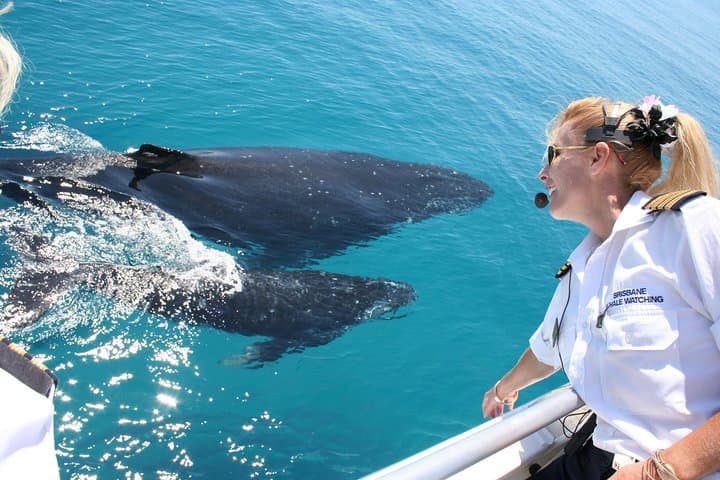 Brisbane Whale Watching Cruise from Redcliffe & Sunshine Coast — Guaranteed Humpback Sightings photo 1