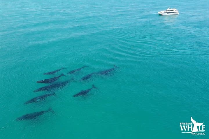 Brisbane Whale Watching Cruise from Redcliffe & Sunshine Coast — Guaranteed Humpback Sightings photo 3