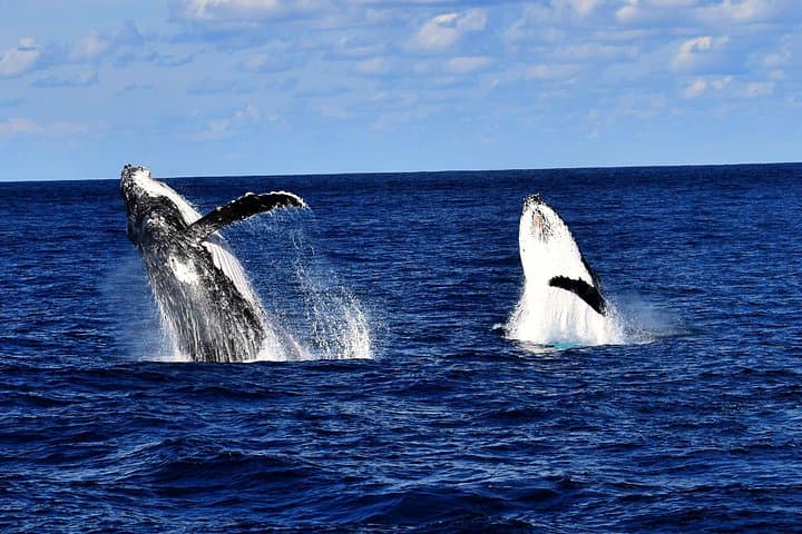 Brisbane Whale Watching Cruise from Redcliffe & Sunshine Coast — Guaranteed Humpback Sightings photo 4