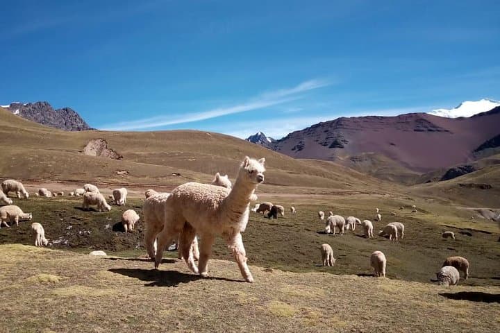 Full-Day Rainbow Mountain ATV Adventure from Cusco photo 6
