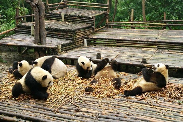Chengdu in One Day: Panda Base & Leshan Giant Buddha Private Tour photo 6