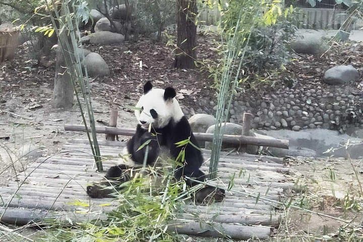 Chengdu Giant Panda Experience: Private Day Tour to Panda Base & Cultural Alleys photo 6