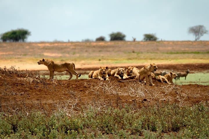 4-Day Tsavo East & West Safari — Big Five, Mzima Springs and Poacher's Lookout photo 3