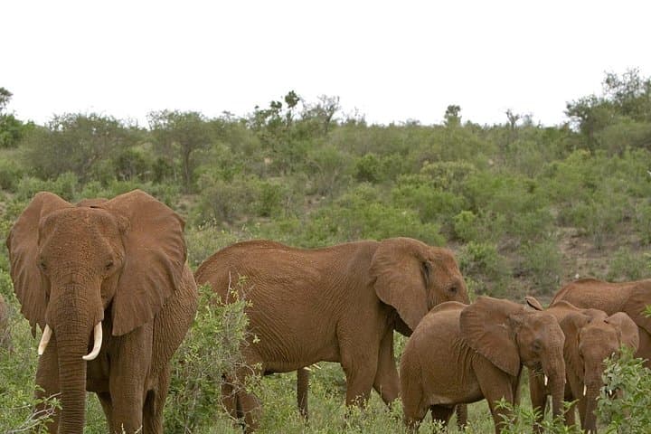 4-Day Tsavo East & West Safari — Big Five, Mzima Springs and Poacher's Lookout photo 4