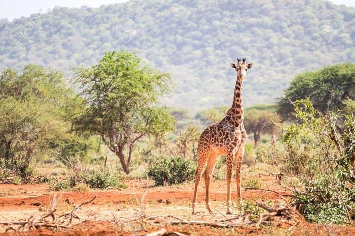 4-Day Tsavo East & West Safari — Big Five, Mzima Springs and Poacher's Lookout photo 5