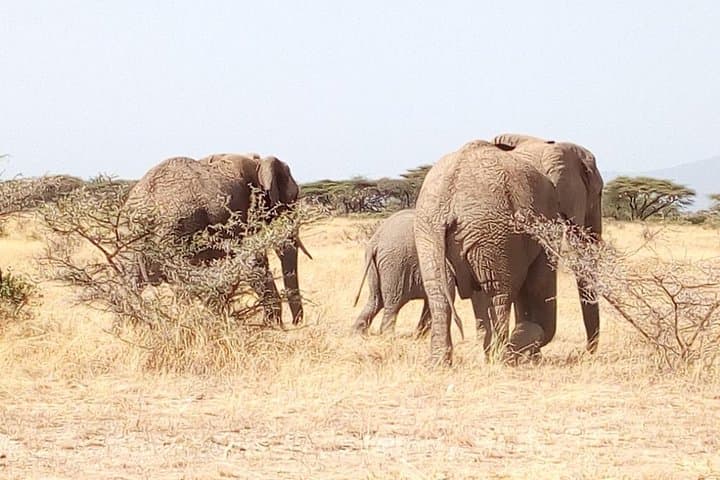 4-Day Tsavo East & West Safari — Big Five, Mzima Springs and Poacher's Lookout photo 6