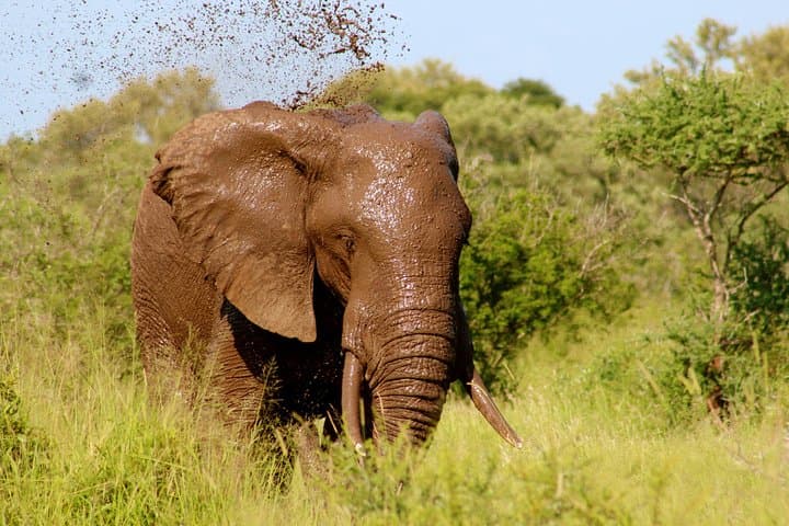 4-Day Tsavo East & West Safari — Big Five, Mzima Springs and Poacher's Lookout