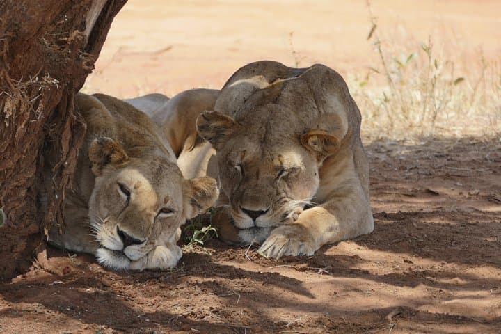 Four-Day Masai Mara & Lake Nakuru 4x4 Safari: Big Five, Great Rift Views, Flamingos