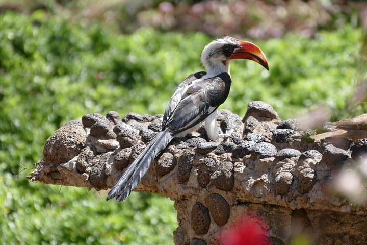 Four-Day Masai Mara & Lake Nakuru 4x4 Safari: Big Five, Great Rift Views, Flamingos photo 2