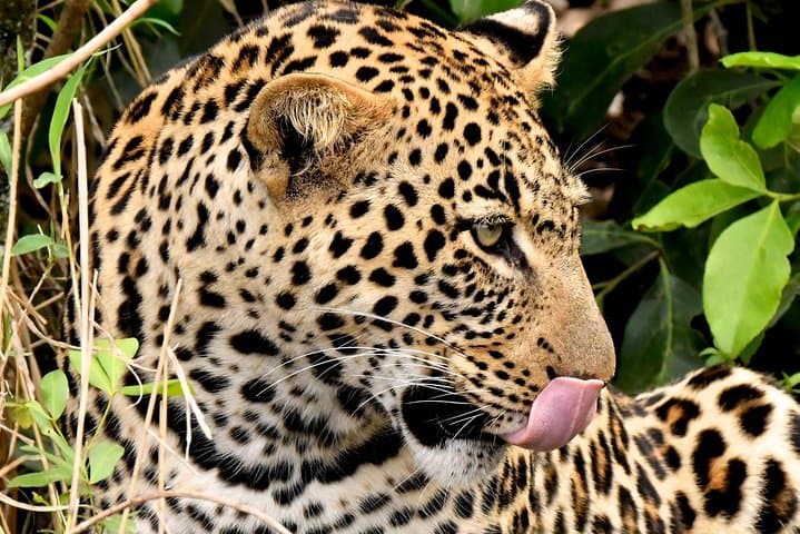 Four-Day Masai Mara & Lake Nakuru 4x4 Safari: Big Five, Great Rift Views, Flamingos photo 3