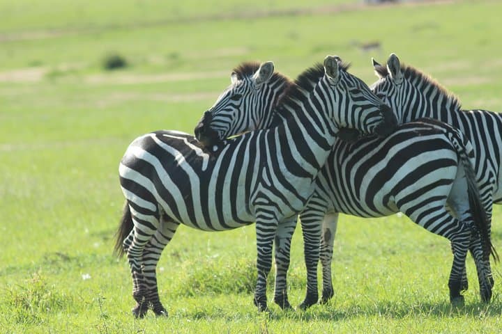 Four-Day Masai Mara & Lake Nakuru 4x4 Safari: Big Five, Great Rift Views, Flamingos photo 4