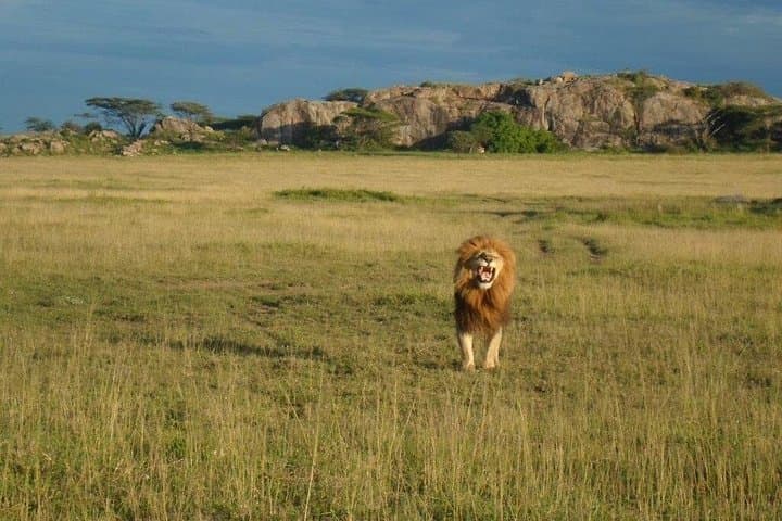 6-Day Mid-Range Safari: Serengeti, Ngorongoro, Lake Manyara & Tarangire photo 4