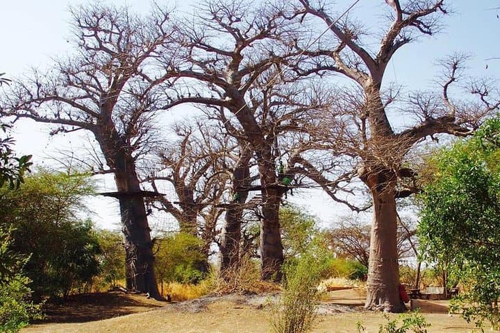 Accrobaobab Adventure: Tree-Top Park in Dakar's Baobab Forest photo 2