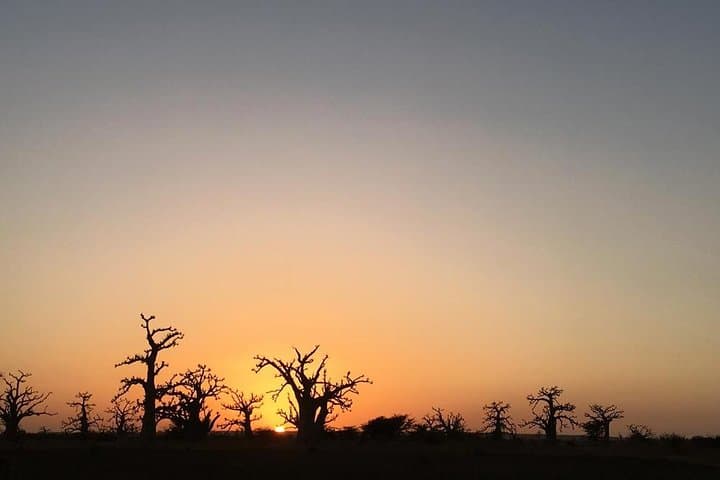 Accrobaobab Adventure: Tree-Top Park in Dakar's Baobab Forest photo 5