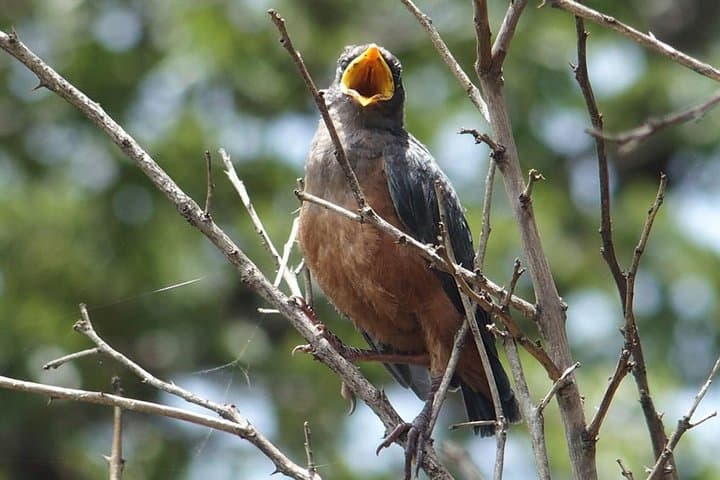 Accrobaobab Adventure: Tree-Top Park in Dakar's Baobab Forest photo 6