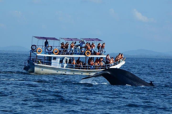 Mirissa Whale Watching Cruise: See Blue and Sperm Whales Off Sri Lanka photo 1