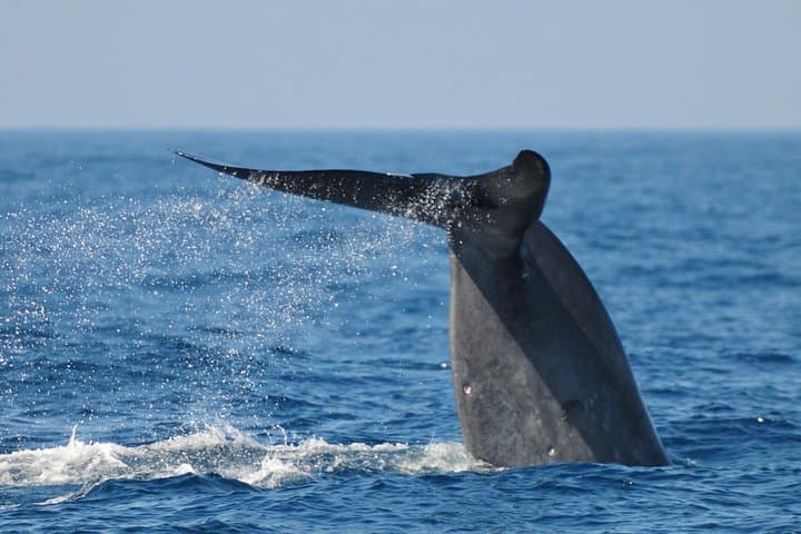 Mirissa Whale Watching Cruise: See Blue and Sperm Whales Off Sri Lanka photo 2