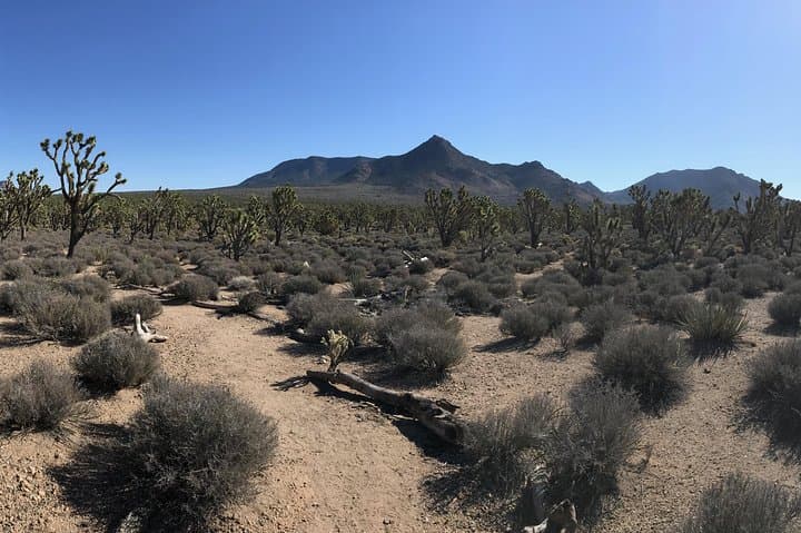 Joshua Tree & Buffalo Horseback Ride with Lunch near Kingman photo 6