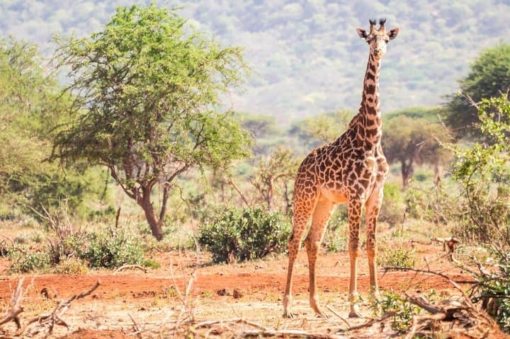Two-Day Camping Safari: Tarangire & Ngorongoro Crater from Moshi