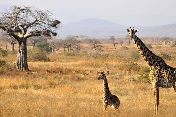 Two-Day Camping Safari: Tarangire & Ngorongoro Crater from Moshi photo 5