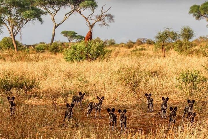 Two-Day Camping Safari: Tarangire & Ngorongoro Crater from Moshi photo 6