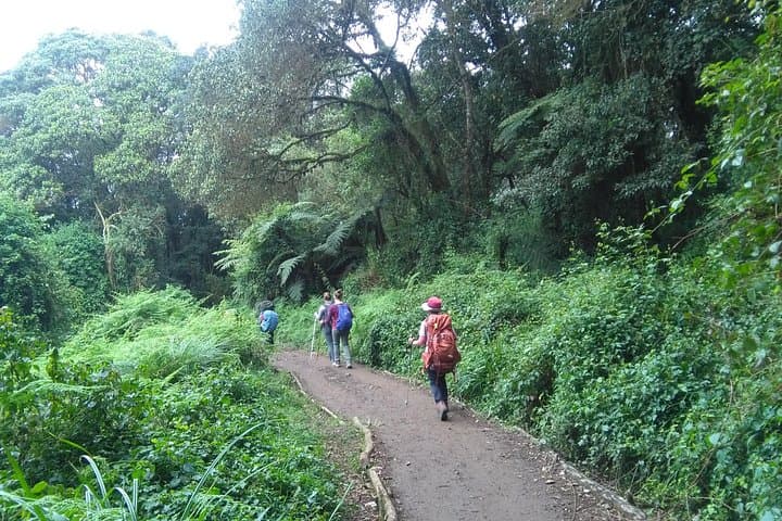 Rau Forest Reserve Day Hike Near Moshi — Springs, Colobus Monkeys & Tree Planting photo 1