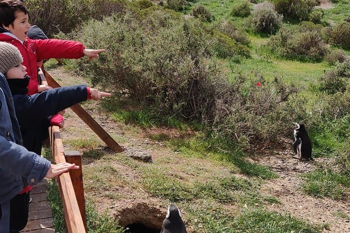 Punta Tombo Penguin Walk: Cruise Shore Excursion from Puerto Madryn photo 4