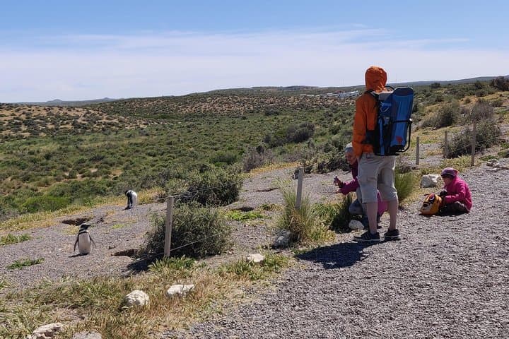 Punta Tombo Penguin Walk: Cruise Shore Excursion from Puerto Madryn photo 5