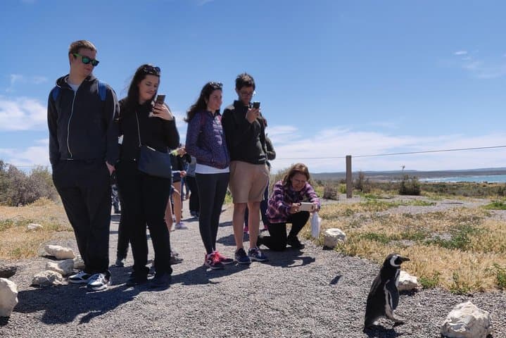 Punta Tombo Penguin Walk: Cruise Shore Excursion from Puerto Madryn
