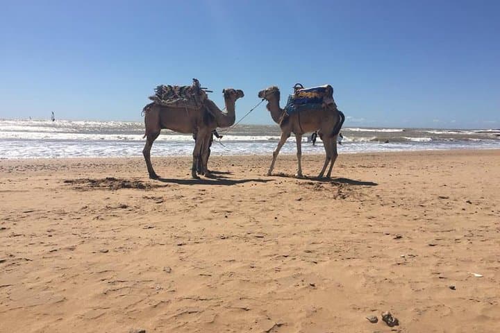 Essaouira Day Trip: Coastal Citadel, Souks & Sea Breezes photo 5