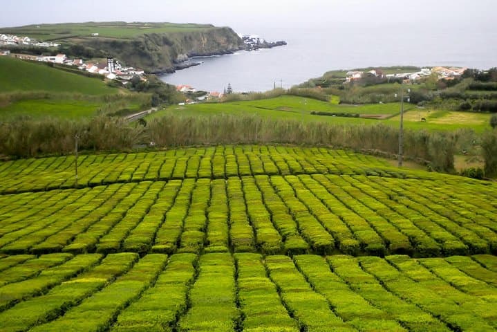 Van Tour Nordeste: East São Miguel Viewpoints, Tea & Watermills photo 4