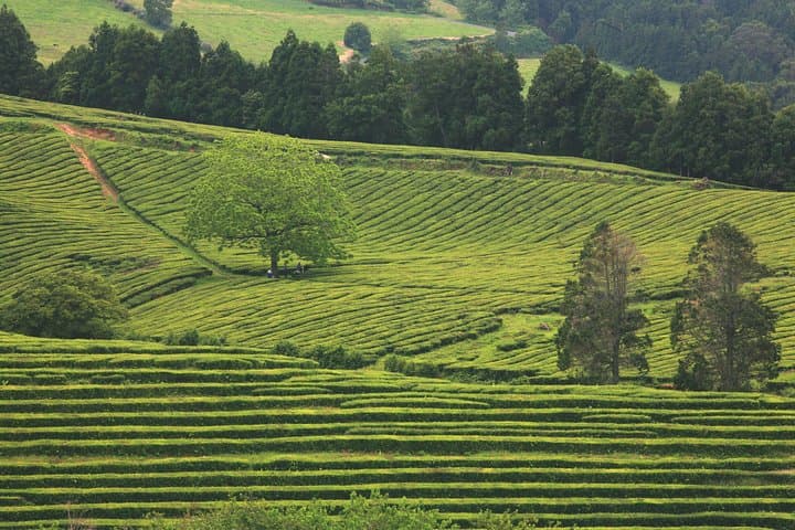 Van Tour Nordeste: East São Miguel Viewpoints, Tea & Watermills photo 6