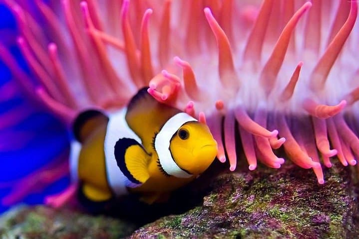 Hurghada Full-Day Diving Tour: Two Dives, Lunch & Hotel Pickup photo 5