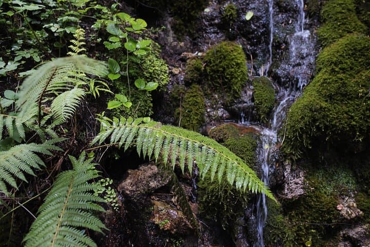 Hike Valle delle Ferriere: Subtropical Waterfall Trail on the Amalfi Coast photo 4