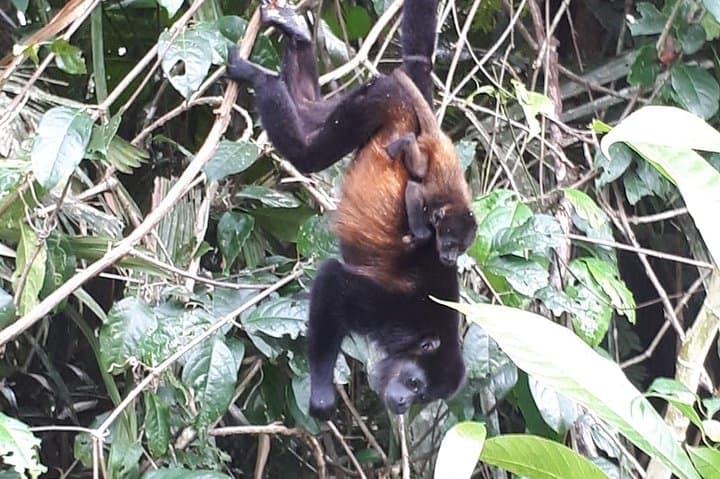 Puntarenas Sightseeing Tour: Half-Day Coastal Highlights & Wildlife Viewing photo 3