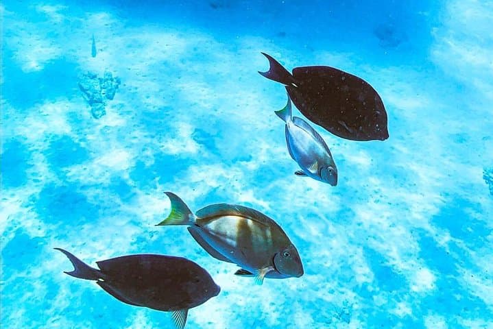 Catalina Bay Adults-Only Small-Group Snorkel & Sunset Sail (Aruba) photo 5
