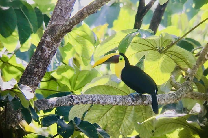 Puntarenas Sightseeing Tour: Half-Day Coastal Highlights & Wildlife Viewing photo 5